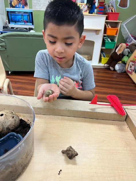 boy looking at a snail in his hand